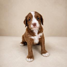 Lassie - Red male Cavapoo puppy in Floyd, Virginia from Hearts and Paws Poodles and Doodles