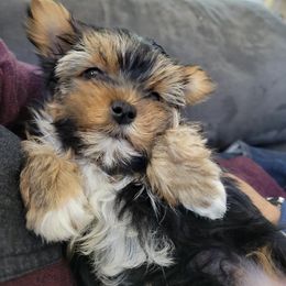 Yorkshire Terrier All Grown Up from Neptune Cove