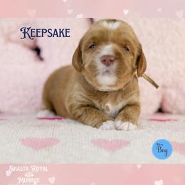 Keepsake - Caramel red male Australian Labradoodle puppy in Redding, California from Shasta Royal Monroe Puppies