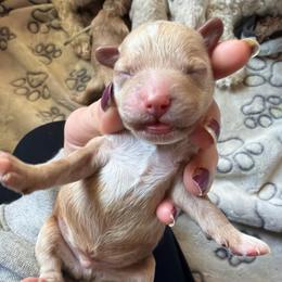 Brown collar - Apricot male Goldendoodle puppy in Watertown, New York from True Friend Doodles