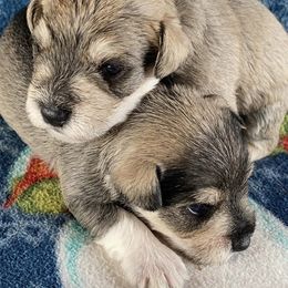 Miniature Schnauzers from Jenny's Schnauzers