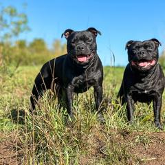 Staffordshire Bull Terrier All Grown Up from Theatric Staffords