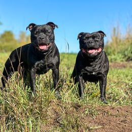Staffordshire Bull Terrier All Grown Up from Theatric Staffords