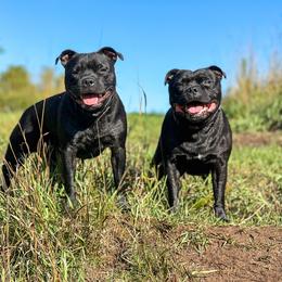 Staffordshire Bull Terrier All Grown Up from Theatric Staffords