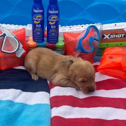 Silver Collar Male - Yellow male Labrador Retriever puppy in Hurtsboro, Alabama from PARK’s Family Farm