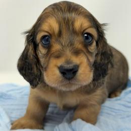 Beau - Red male Dachshund puppy in Murfreesboro, Tennessee from Kimbrie's Dream Cream Doxies