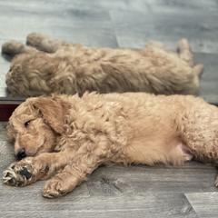 Double Doodle Puppies from Wicker Doodles