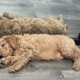Double Doodle Puppies from Wicker Doodles