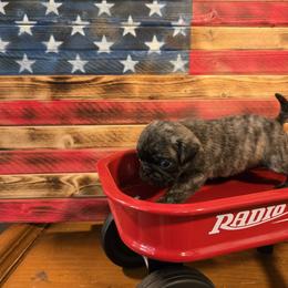 Mesquite - Brindle male Pug puppy in Auburn, Kentucky from Prentice Family Pugs