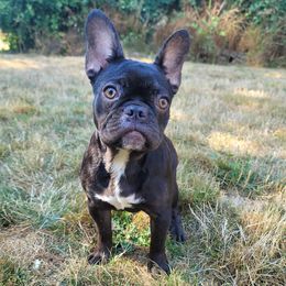 Boston Terriers and French Bulldogs from Willamette Valley Bullies