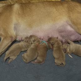 Girl 2 - Yellow female Labrador Retriever puppy in Nova, Ohio from Cary’s Buck Creek Farm LLC