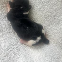 Annie - Black brown and white female Basset Hound puppy in Middle Ga 1.5 Hrs From Atlanta, Georgia from Mountain Ridge Basset Hounds