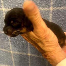 MURPHY - Black and tan male Dachshund puppy in Elizabethtown, Kentucky from Teeny Tiny Puppy Tails