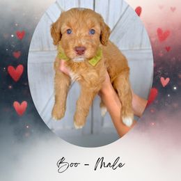 Boo - Red  male Goldendoodle puppy in Canton, Georgia from Teddy Puppies