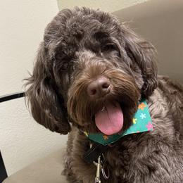 Portuguese Water Dogs from Melissa Wagle