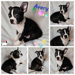 Avery - Boston Terrier puppy in Boston, Massachusetts from Boston Collections