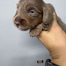 Buck - Fawn (isabella) and tan male Dachshund puppy in Eunice, Louisiana from 4J's Cajun Kennels