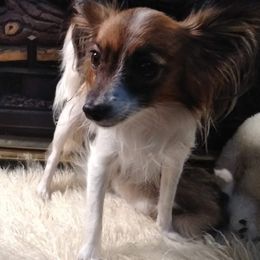 Coco - Papillon