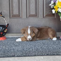 Australian Shepherd Puppies from Kim Rapps Australian Shepherds