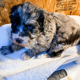 Assorted Doodle Crosses, Aussiedoodles, and Goldendoodles from Lucky Dog Puppies
