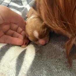 Dasher - Ruby male Cavalier King Charles Spaniel puppy in Oxford, Ohio from Wilson Park Cavaliers
