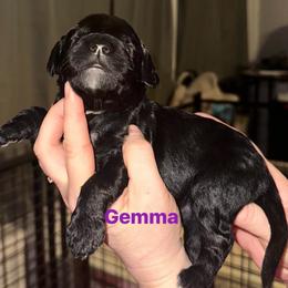 Gemma - Black female Goldendoodle puppy in Prosperity, Pennsylvania from Stelladoodles & Company