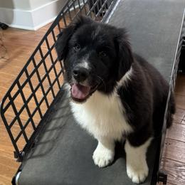 Hazer - Black & white male Australian Shepherd puppy in Coldwater, Mississippi from Pure Grit Aussies