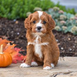 Brianna - Red female Cavapoo puppy in Gap, Pennsylvania from Country View Puppies ( License 18816)