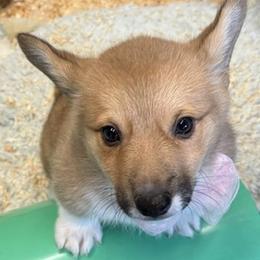 Mini - Sable female Pembroke Welsh Corgi puppy in Riverside, California from Four Aces Corgis