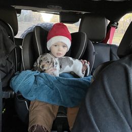 Dachshund Puppies from Jag Fam Dachshunds