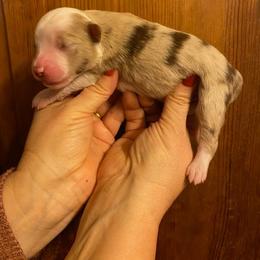Beans - Red merle male Miniature Australian Shepherd puppy in Marysville, Washington from Garay Mini Aussies