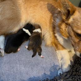 Pembroke Welsh Corgi puppies from RK Corgis