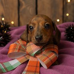 Maurice - Brindle male Dachshund puppy in London, Kentucky from Kentucky Bluegrass Wirehair Dachshunds