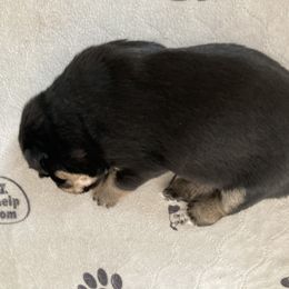 Miniature Australian Shepherd Puppies from Southern Maine Aussies
