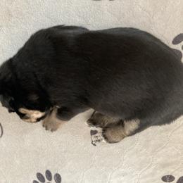 Miniature Australian Shepherd Puppies from Southern Maine Aussies