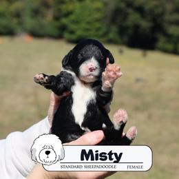 Misty - Black and white female Sheepadoodle puppy in Cleveland, Tennessee from Narrow Path Old English & Sheepadoodles