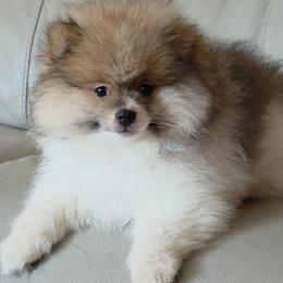 AKC Fawn Wolf Sable Parti 2500 - Wolf sable male Pomeranian puppy in Gloversville, New York from ADKPOM Adirondack Pomeranians