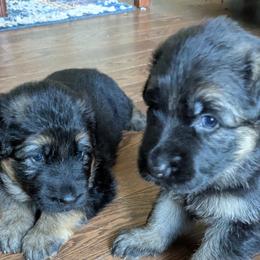 German Shepherd Puppies from McLaughlin German Shepherds