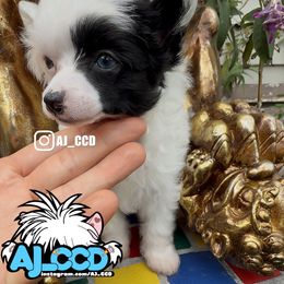 Bubu - White and black male Chinese Crested puppy in San Francisco, California from Aj_CCD
