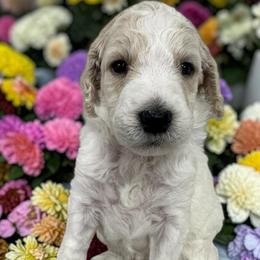 Poe - Cream male Poodle puppy in Prosperity, Pennsylvania from Stelladoodles & Company