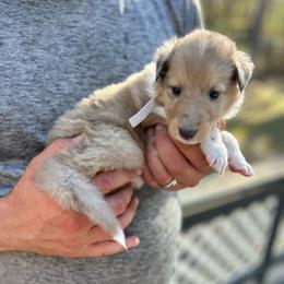 Ms. White - Sable merle and white female Collie puppy in Tallahassee, Florida from Lampost Kennels