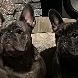 French Bulldogs from 730BULLIES