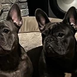 French Bulldogs from 730BULLIES