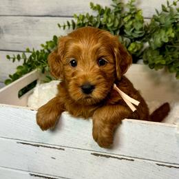 Guardian Home Only - Red  female Goldendoodle puppy in Haltom City, Texas from Ohana Doodles
