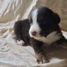 Girl 1 - Red tri Miniature Australian Shepherd puppy in St. Louis, Missouri from Spotted Rump Ranch