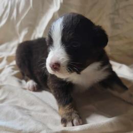 Girl 1 - Red tri Miniature Australian Shepherd puppy in St. Louis, Missouri from Spotted Rump Ranch