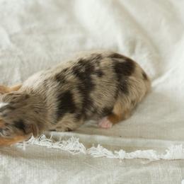 Puppy 4 - Red merle female Australian Shepherd puppy in Avoca, Iowa from Danker Farms