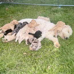 Goldendoodles from Heart of Doodles