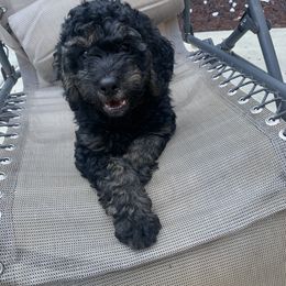 Bill - Phantom Goldendoodle puppy in Gig Harbor, Washington from Sandy’s Goldendoodles