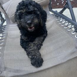 Bill - Phantom Goldendoodle puppy in Gig Harbor, Washington from Sandy’s Goldendoodles